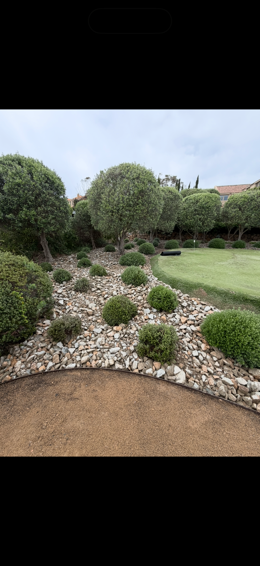 Clipped olive topiary and buxus balls set into a granite pebble dry creek beside a putting green.