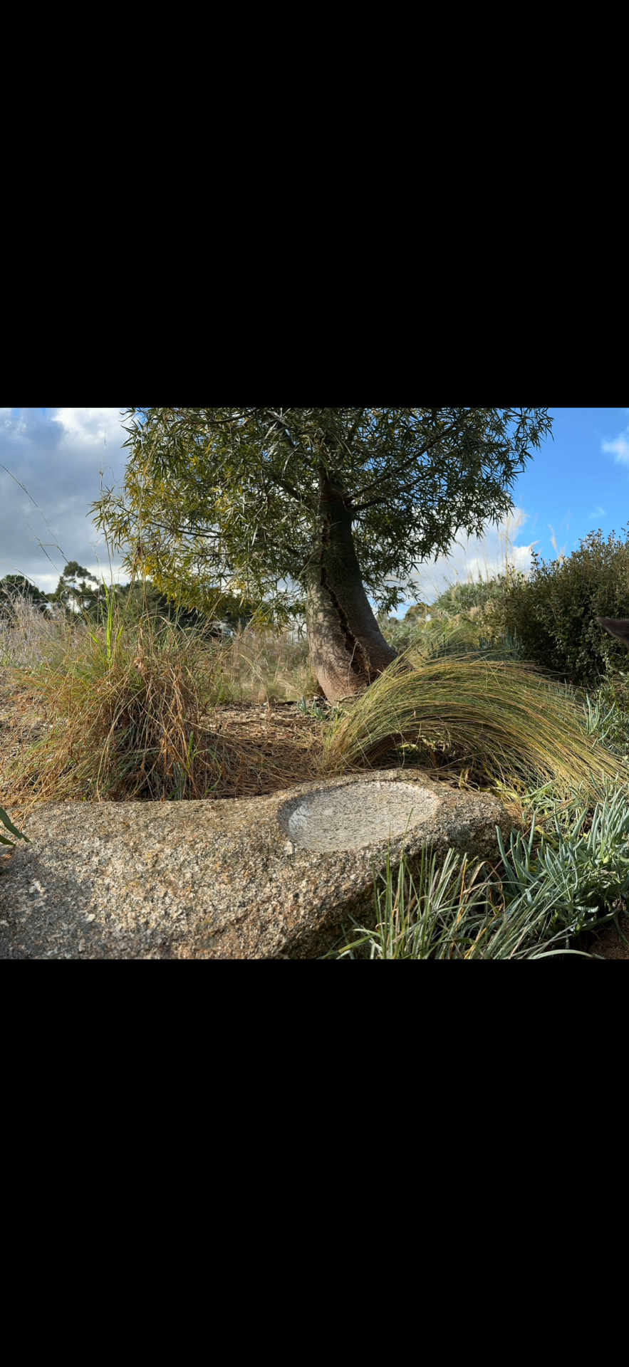 Hand-carved granite water bowl set into a feature boulder among native grasses beneath a willow.