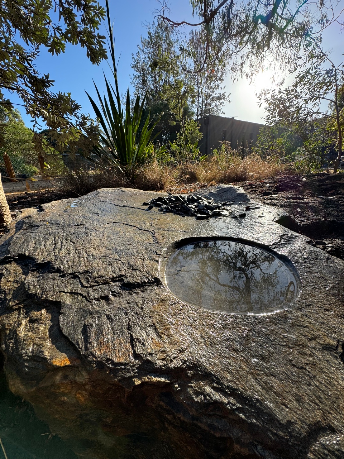 Hand-carved water bowl in a natural feature boulder surrounded by native grasses and yucca.