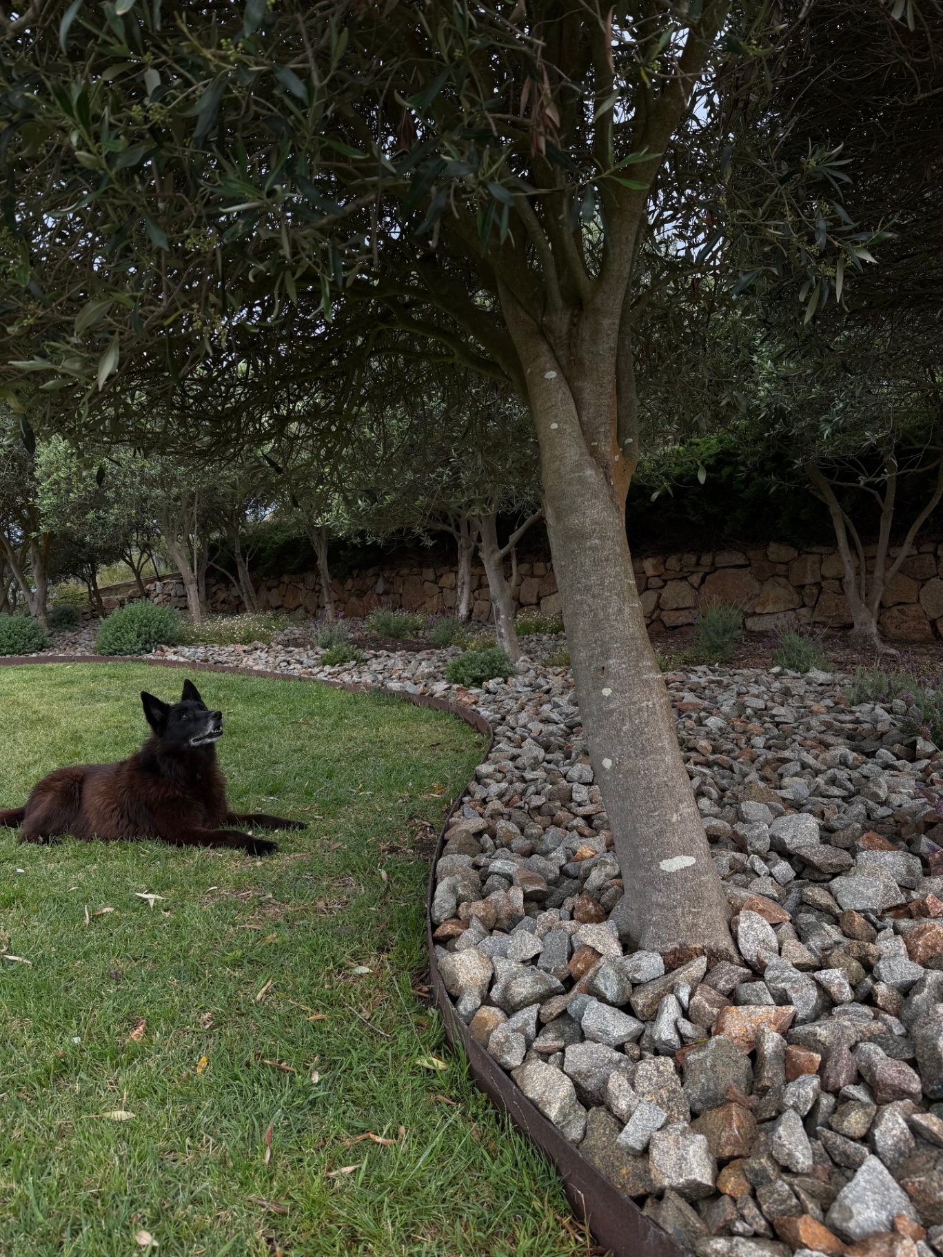 Curved lawn edge meeting a granite pebble bed beneath olive trees, with a natural stone retaining wall beyond.